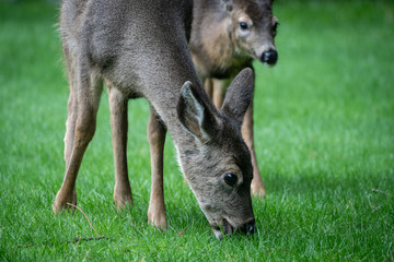 Naklejka na ściany i meble Two Deer Grazing On Front Lawn