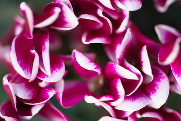 Tokyo,Japan-February 5, 2020: Closeup of florists' cyclamen or Persian cyclamen