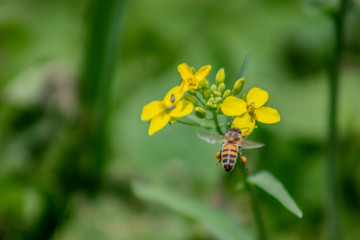 Flor y abeja al vuelo