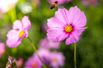  Beautiful Cosmos flowers in garden. Nature background.