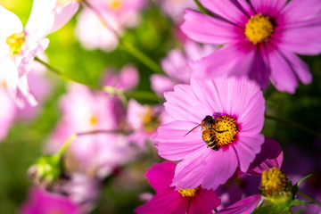  Beautiful Cosmos flowers in garden. Nature background.