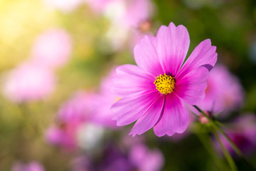  Beautiful Cosmos flowers in garden. Nature background.