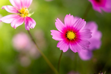  Beautiful Cosmos flowers in garden. Nature background.