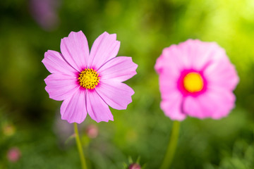 Fototapeta premium Beautiful Cosmos flowers in garden. Nature background.