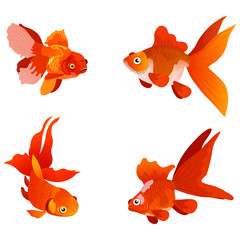 Gold fish isolated on white background, vector illustration of gold fish.
