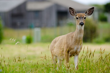 Sonoma Coast Whitetail Deer