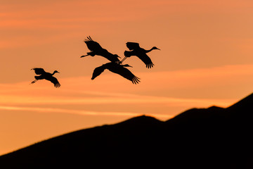 Flying Sandhill Cranes - A group of Sandhill Cranes flying in colorful dusk sky over rolling hills. New Mexico, USA.