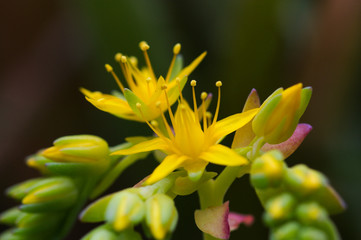 Yellow flowers of a specimen of succulent sempervivum