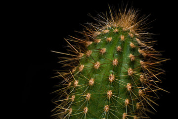 cactus plant