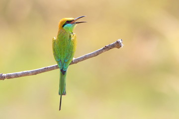 Bee-Eater on a branch