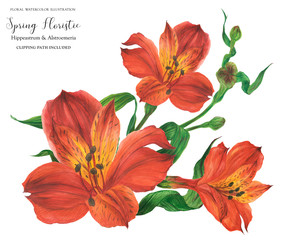 Corsage bouquet with red alstroemeria flowers, realistic watercolor illustration with clipping path