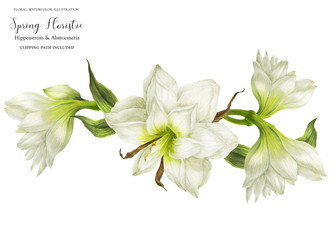 Fototapeta premium Wedding garland vignette with white hippeastrum flowers, realistic watercolor illustration with clipping path