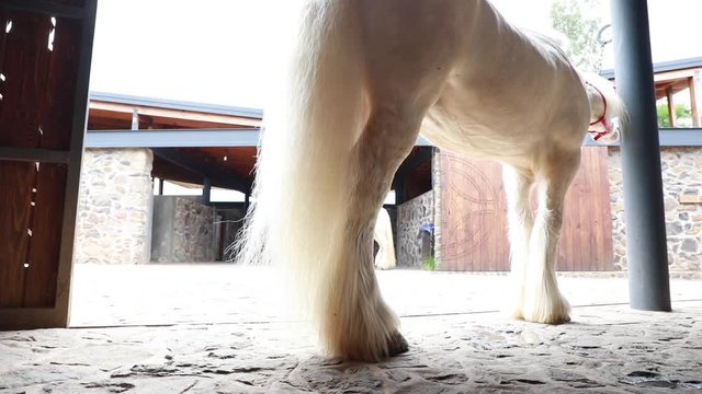 Detalle de caballo blanco en potrero