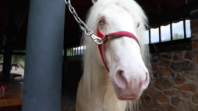 Detalle de caballo blanco en potrero