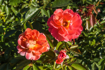 Fototapeta na wymiar Two red opened flowers in a green garden