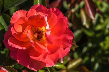 Isolated pink flower in a green garden