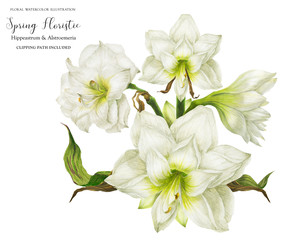 Fototapeta premium White corsage bouquet with hippeastrum, realistic watercolor illustration with clipping path