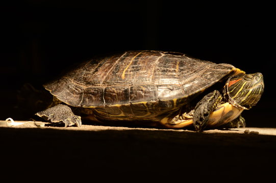 Tortuga al sol con fondo negro, tortuga de r&iacute;o