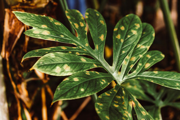 Green leaf of Split-Leaf Philodendron in tropical forest. Tropical rainforest, jungle background.