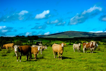 Fototapeta na wymiar Herd of Cattle on Sunny Pasture