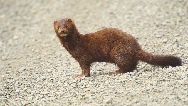 American Mink in Alaska