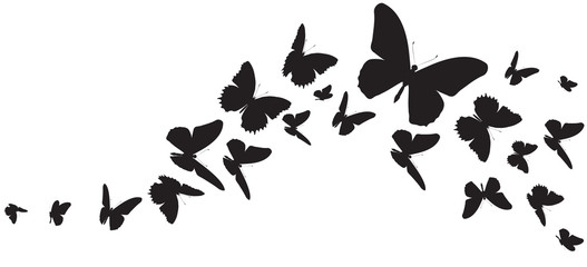 Plakat butterfly407