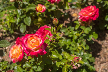 Group of pink and yellow roses in the middle of a garden
