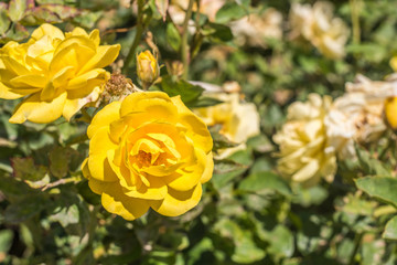 Group of yellow flowers in the middle of a garden