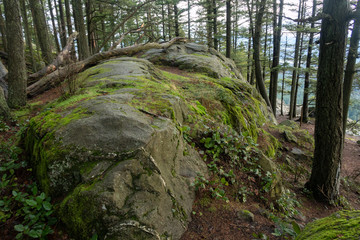 Fototapeta premium Forest landscape of huge moss-covered boulder at Mount Erie on Fidalgo Island in Washington