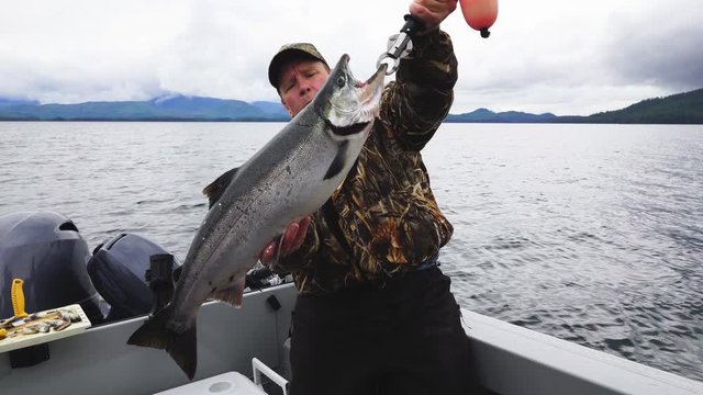 Fisherman holding up a King or Chinnook Salmon in the fertile waters of  Southeast Alaska. Salmon Fishing 