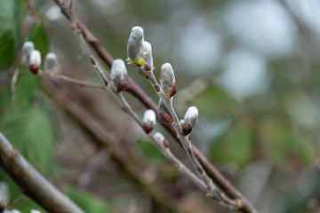 Selective focus close up of twigs of willow or pussy willows in spring