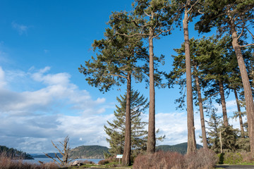Low angle landscape of tall trees and water at west beach in Deception Pass State Park in Washington