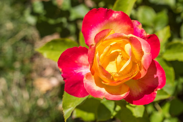 Detail of one pink and yellow rose in the middle of a garden