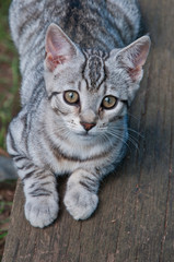 Kitten 1