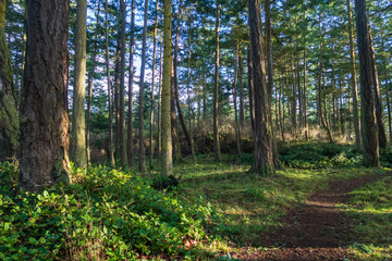 Forest landscape with hiking trail at west beach in Deception Pass State Park in Washington