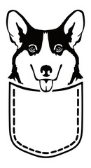 Welsh Corgi Pembroke in a pocket