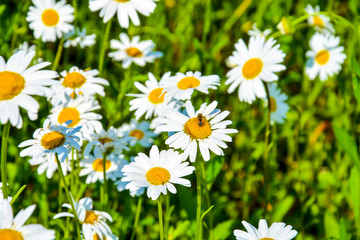 Fototapeta premium Sunny day on camomile field