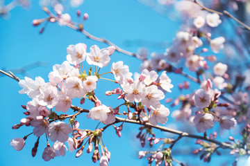Cherry blossom close up, against blue sky