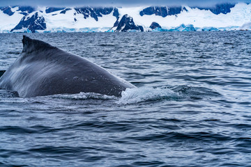 Fototapeta premium Humpback Whale Blue Charlotte Bay Antarctica
