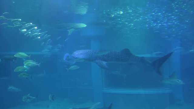 Whale Sharks and Rays Swim in Giant Ocean Tank, Kaiyukan Aquarium Osaka Japan