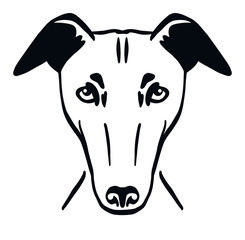 Whippet head black and white