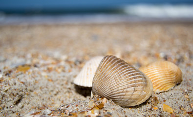 Fototapeta na wymiar Sea shell in the sand