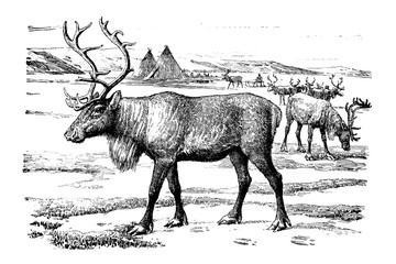 Reindeer - Vintage Engraved Illustration 1889