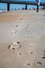 Footsteps in the sand