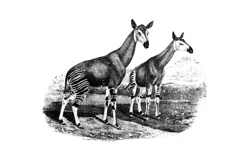 Okapi (the Forest Giraffe) - Vintage Engraved Illustration 1889