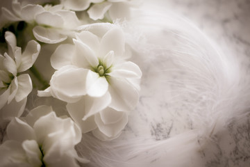 白い花と柔らかな羽　結婚式のイメージ