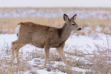 Naklejka na ściany i meble Colorado Wildlife. Wild Deer on the High Plains of Colorado