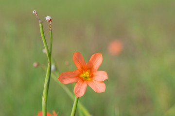 One-leaf Cape Tulip (Moraea Faccida) - Centred