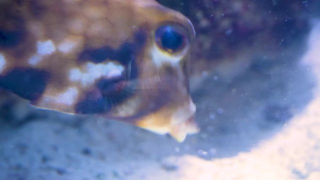 Close up of pyramid box fish blowing with his mouth ion the sand ground