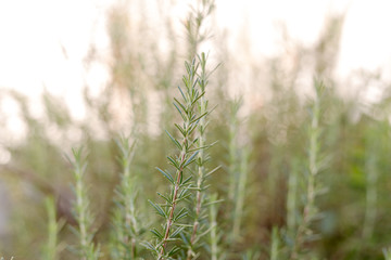 Alecrim com fundo desfocado